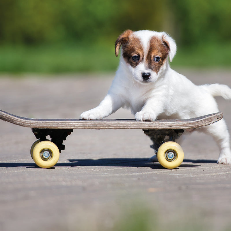 Mind Charity Skater Pup Greeting Card
