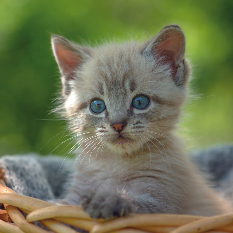 Cute Kittens Mind Charity Calendar 2024