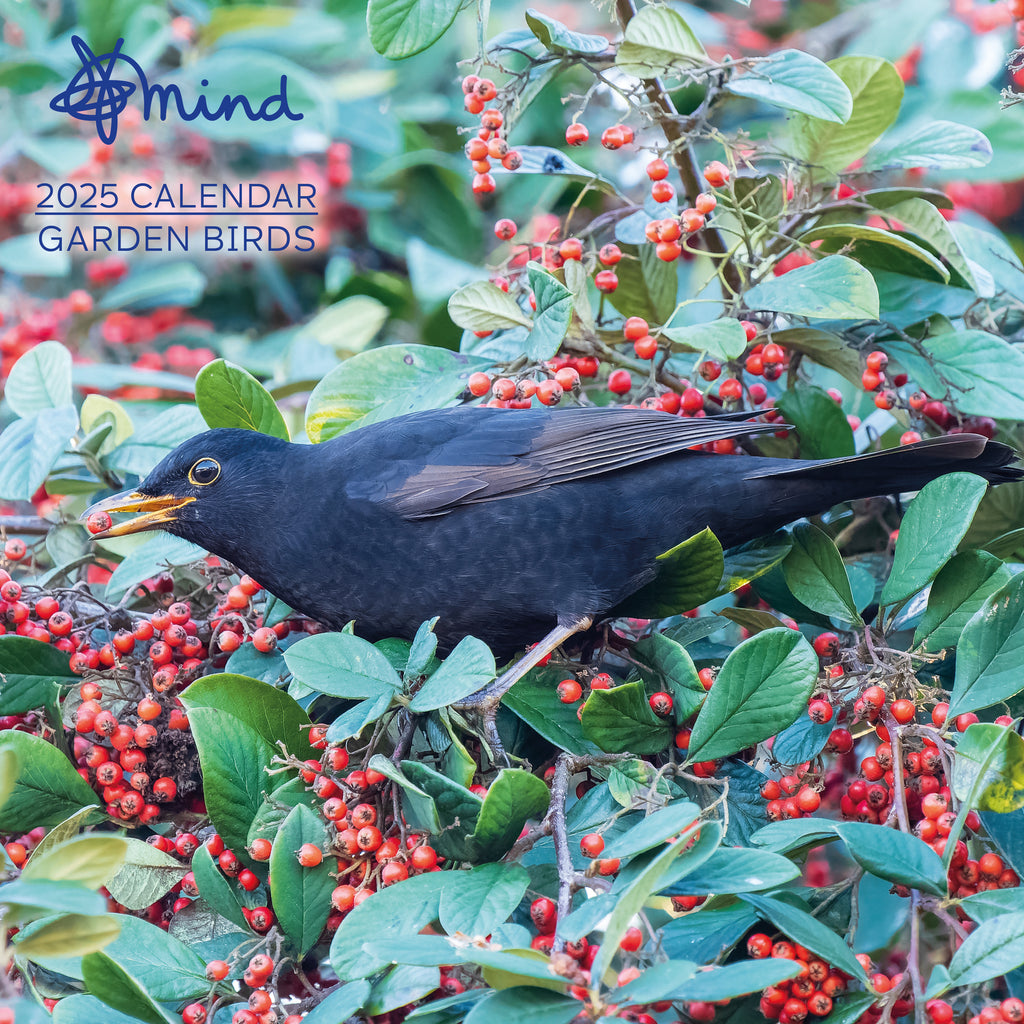 Black bird with yellow beak sitting in a green bush with red berries