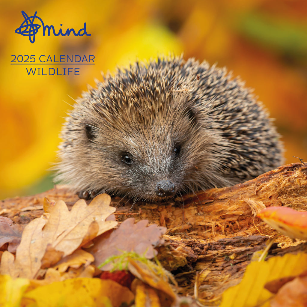 Close up of hedgehog sitting on a branch in Autumn surrounded by Autumn leaves