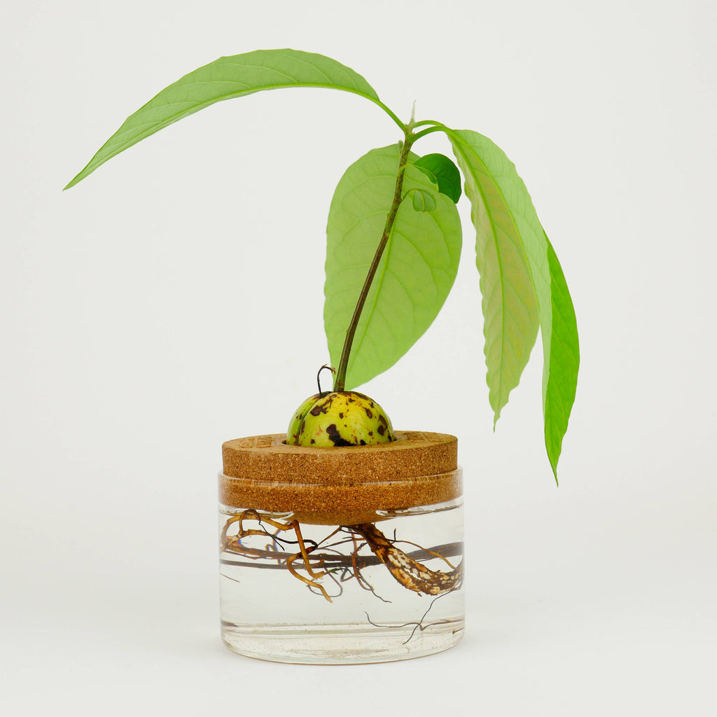 A lush avocado plant contained within a glass jar, corked at the top, emphasizing a minimalist and eco-friendly aesthetic.