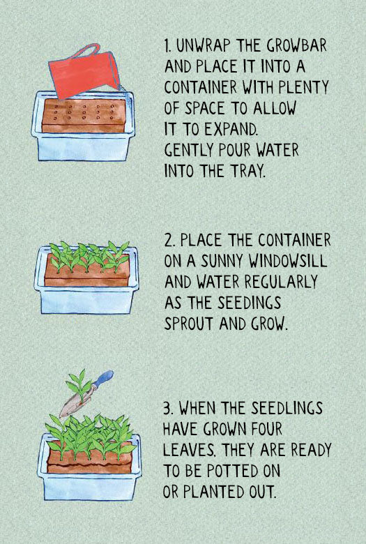 Step-by-step diagram for growing plants in containers, highlighting soil, watering, and sunlight essentials.