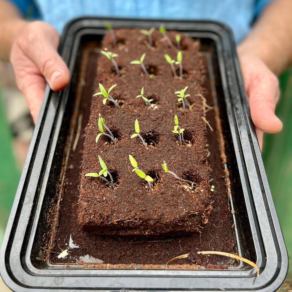 A person carefully holds a tray filled with small green seedlings, ready for planting in a garden or farm.